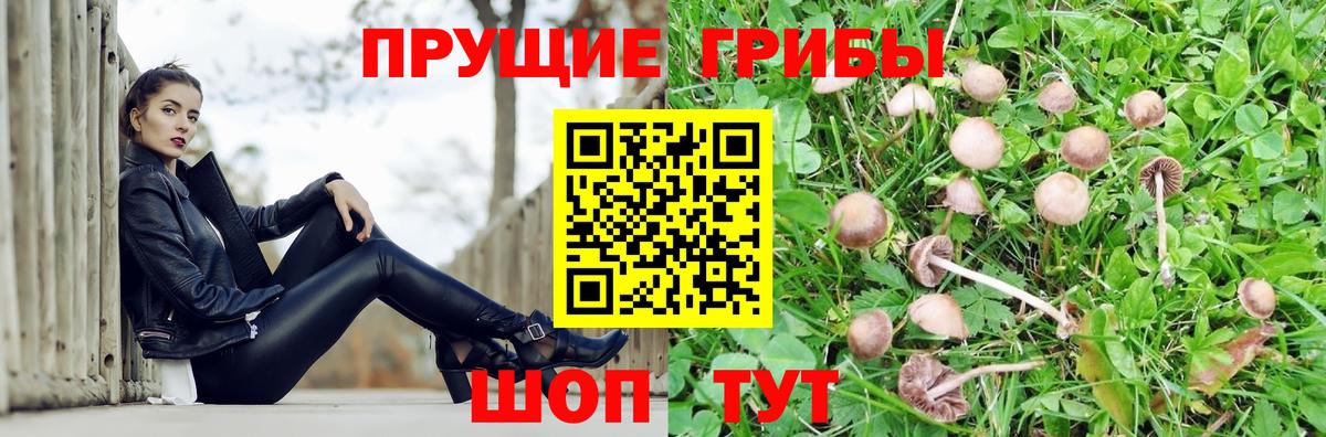 Галлюциногенные грибы Psilocybe Краснознаменск